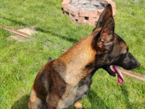 Donez cățea ciobanesc belgian malinois.