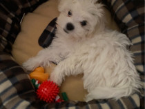 Bichon Maltese mini toy de vânzare