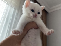 British shorthair puișori