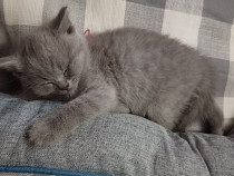 Pisoi British Shorthair