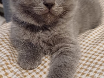 Pisoi British Shorthair