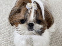 Pui shih-tzu talie mica