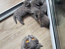 Vand pui british shorthair