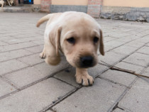 Labradori aurii Un baietel si o fetita