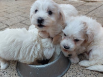 2 pui fetite de bichon maltez talie mica