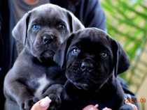 Cane Corso Rasa Pura