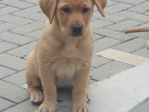 Ofer un Labrador de 3 luni unei familii iubitoare