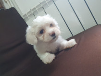 Bichon Maltez Toy