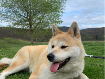 Căței Akita Inu Japonez