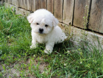 Bichon maltez foarte frumos