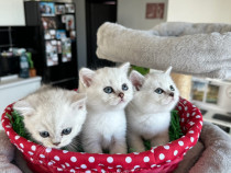 British shorthair silver chinchilla