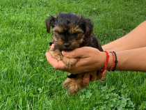 Catelus yorkshire terrier