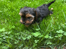 Catelus yorkshire terrier