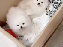 Poze reale Puppy Mini boo pomeranian