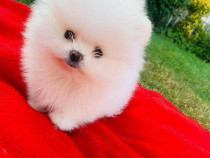 Pomeranian mini boo