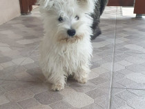 Donez Cățel westie