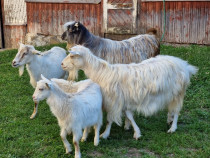 2 capre din rasa Carpatină în Pojorâta, Suceava