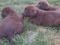 Pui labrador ciocolatiu