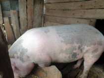 Porc de vanzare