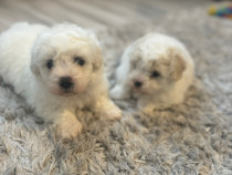 Bichon maltez mini