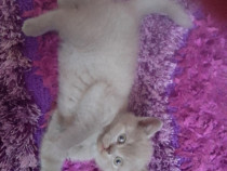 Pisoiasi british shorthair