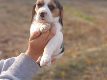 Suntem puiuți de beagle iubitori și gata sa își caute noi stăpânii ❤️