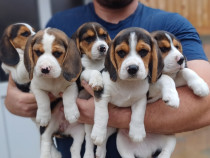 Suntem puiuți de beagle iubitori și gata sa își caute noi stăpâni ❤️