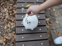 Pomeranian mini boo