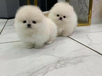 Pomeranian Ursuleț Mini Boo