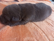 Vand catei labrador retriver