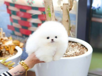 Pomeranian mini boo toy