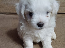 Bichon Maltez cu pedigree