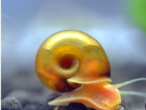 Melci acvariu ramshorn gold