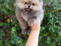 Pomeranian Boo ofer transport