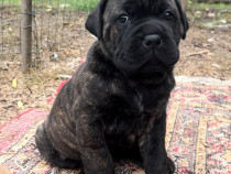 Căței cane corso