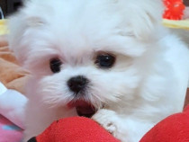 Catei bichon Maltese cu pedigree