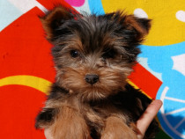 Pui Yorkshire Terrier mini toy