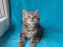 British shorthair băiețel