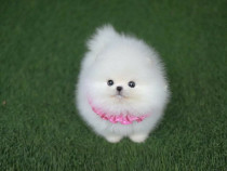 Pomeranian mini ursulet