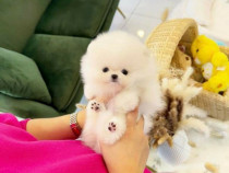 Pomeranian mini toy boo