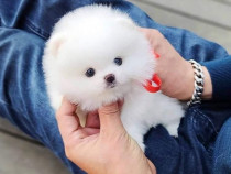 Pomeranian mini tot rasa pură