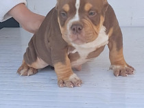 American bully micro