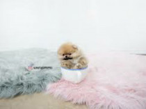 Pomeranian mini toy