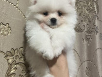 Cățelușă Pomeranian Toy