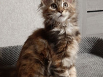 Maine coon pisoiasi