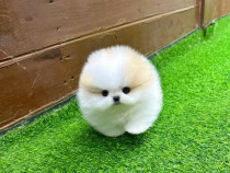 Pomeranian Teeacup boo