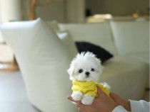 Bichon maltez mini toy fete baieti