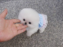 Pomeranian mini teacup