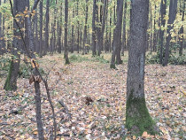 Padure stejar teren in suprafata de 10.36 ha