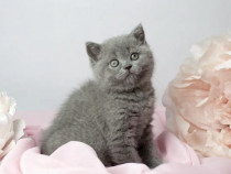 British shorthair fetiță